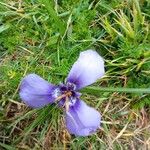 Herbertia lahue Lorea