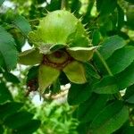 Rosa villosa Fruit