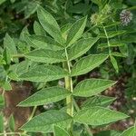 Glycyrrhiza echinata Leaf