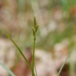 Carex pseudobrizoides Other