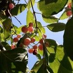 Cordia myxa Fruit