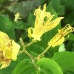 Tricyrtis latifolia Blomst