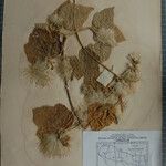 Clematis buchananiana Altres