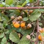 Rubus ellipticus Frucht