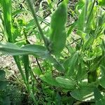 Silene coronaria Blad