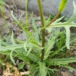 Senecio glaucus Bark