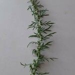 Artemisia biennis Blad