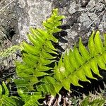 Cyrtomium falcatum 葉