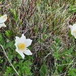 Pulsatilla scherfelii Flower