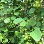 Cordia dentata Fruto