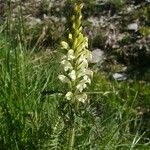 Pedicularis comosa 花