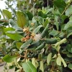 Myrceugenia exsucca Hoja