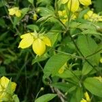 Lysimachia ciliataFlower