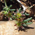 Gymnocarpos decander Flower