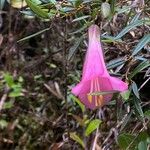 Philesia magellanica 花