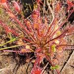 Drosera intermedia Lapas