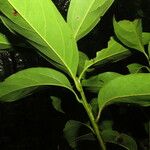 Nectandra hihua Frunză