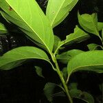 Nectandra hihua Blad