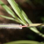 Paspalum paniculatum Kéreg