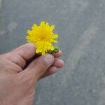 Crepis capillarisFlor