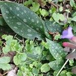 Pulmonaria affinis Likasa
