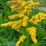 Solidago giganteaΛουλούδι