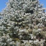 Abies concolor Облик