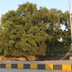 Manilkara hexandra Habit