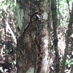 Rhizophora mangle Rinde