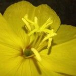 Oenothera stricta ফুল