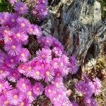 Delosperma cooperiЦветок