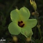 Hibiscus calyphyllus Blüte