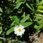 Cistus monspeliensis 花