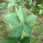 Rubus senticosus Mosusu