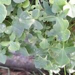 Rumex scutatus Hoja