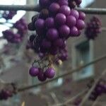 Callicarpa bodinieri Fruit