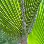 Gaussia maya Leaf