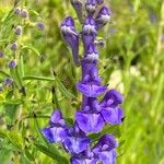 Scutellaria baicalensis Fiore