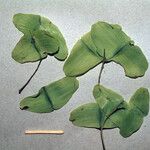 Terminalia guyanensis Muu