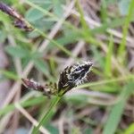 Carex montana Blodyn
