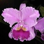 Cattleya lueddemanniana പുഷ്പം