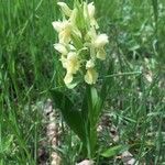 Dactylorhiza sambucinaVirág