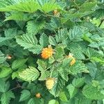 Rubus spectabilis Fruit