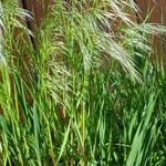 Bromus tectorum পাতা