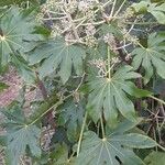 Fatsia japonica 形態