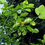 Citrus × aurantium Habit