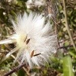 Sonchus maritimus Ffrwyth