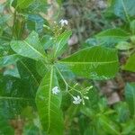 Rauvolfia viridis Fleur