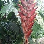 Heliconia danielsiana Flower