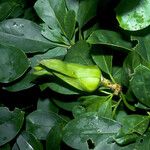 Solandra longiflora Fruit